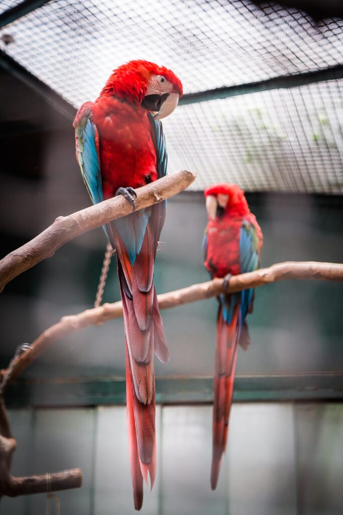 bruno-martins-CLBSxABkLhA-unsplash-683x1024 Durée de Vie des Perroquets : Combien de Temps Peuvent-ils Vivre ?