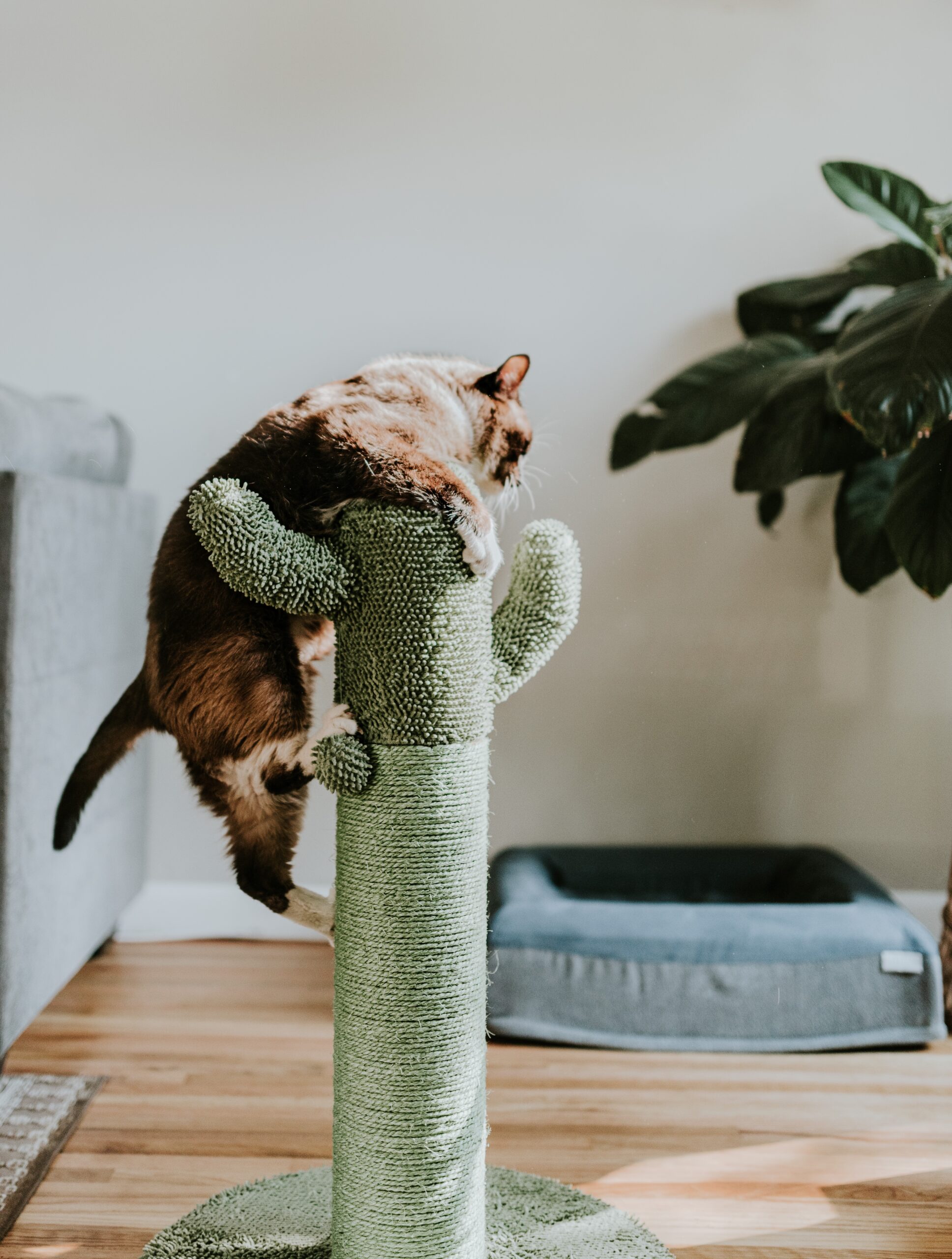 chewy-I-rgDPLKogs-unsplash-scaled Arbre à Chat Design de Luxe : Élégance et Confort pour Votre Félin