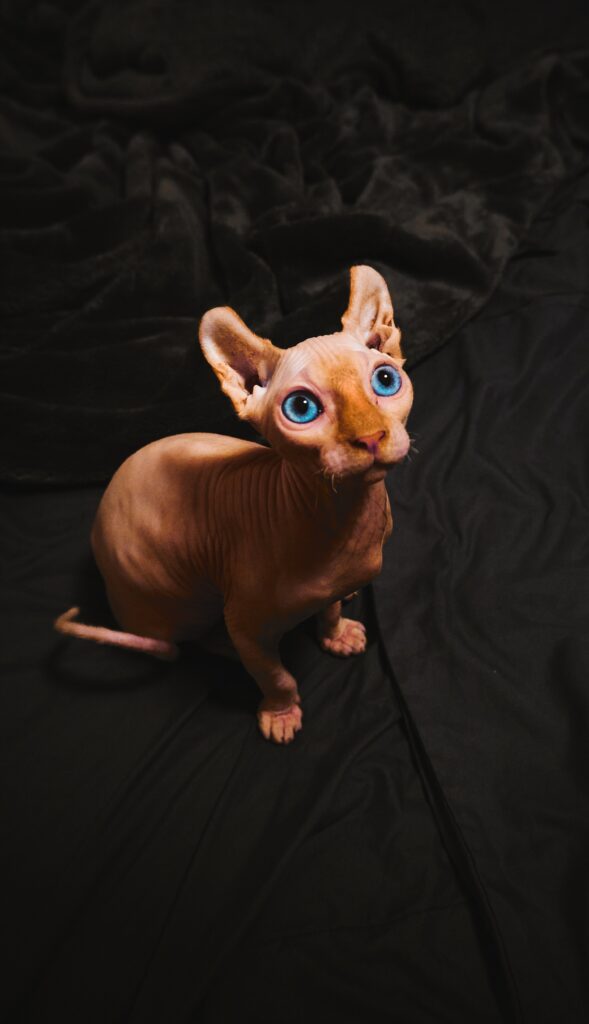 max-simonov-M3r8nHAt2DQ-unsplash-589x1024 Le Sphynx : Un Chat Unique et Fascinant