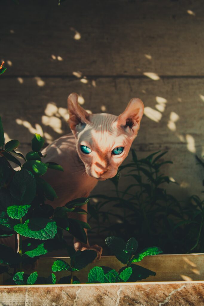 max-simonov-WDEOoxn1mLQ-unsplash-683x1024 Le Sphynx : Un Chat Unique et Fascinant