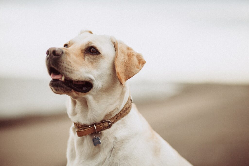 mitchell-orr-PUY5xUszd3Y-unsplash-1024x683 Guide Ultime : Comment Bien Choisir et Utiliser un Harnais pour Votre Chien