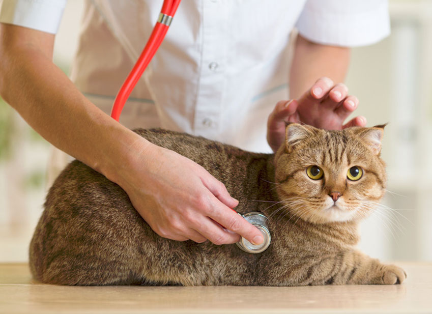 sante-prevention-chat-est-malade