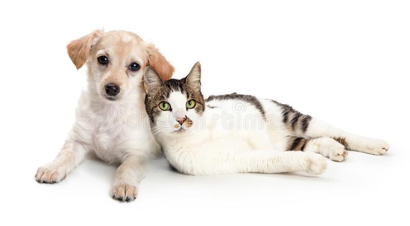 cute cat dog snuggling together lying white background 169547960 2