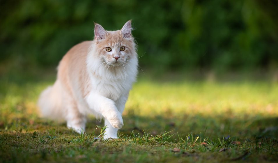 alimentation maine coon 1 269093702