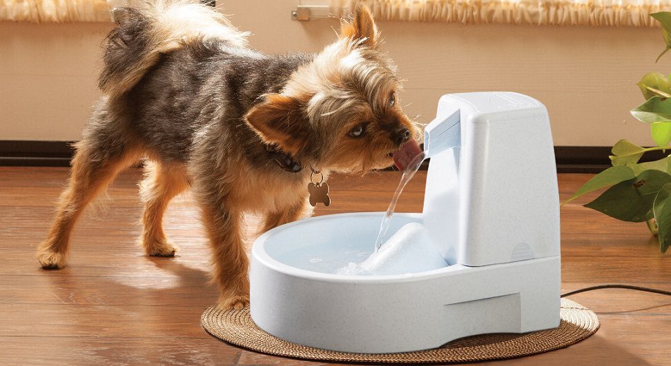 Fontaine à eau & mangeoire automatique intelligente 3,5 L / 2 L