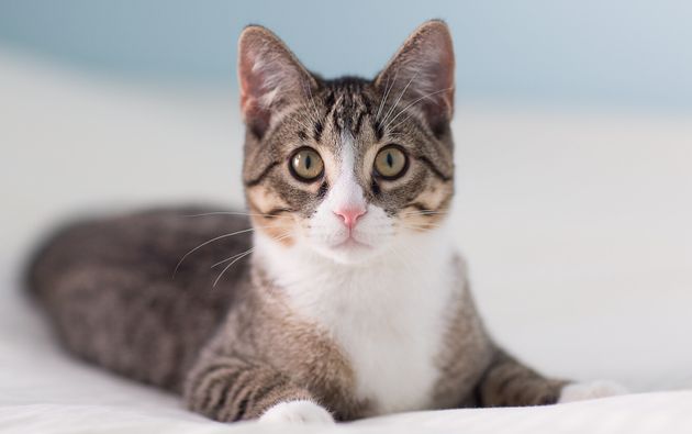 Collier ras du cou en perles Kpop couleur or, pour femmes, nouvelle collection 2023