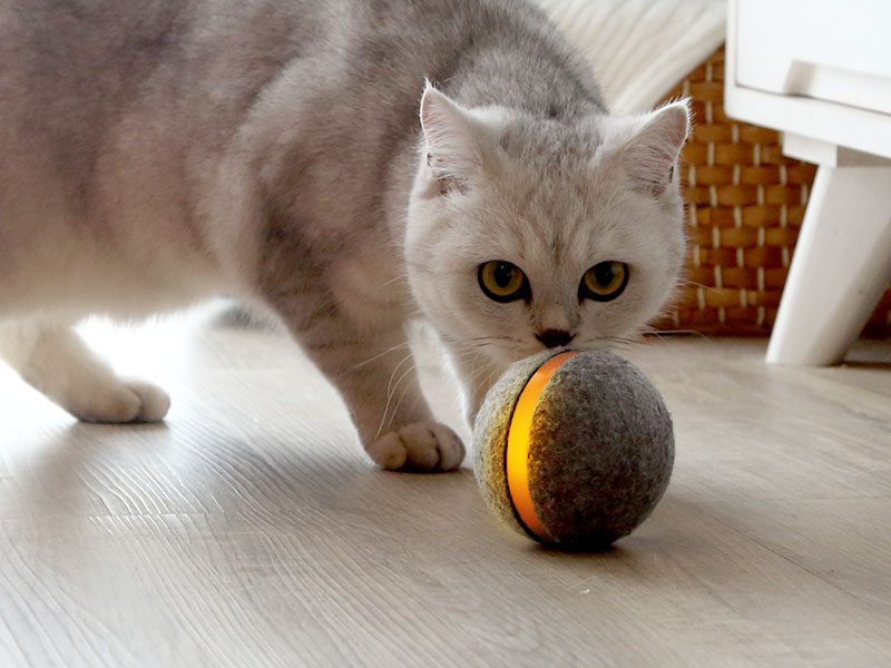 Gamelle Chat Double Bol Antidérapant avec Support Incliné