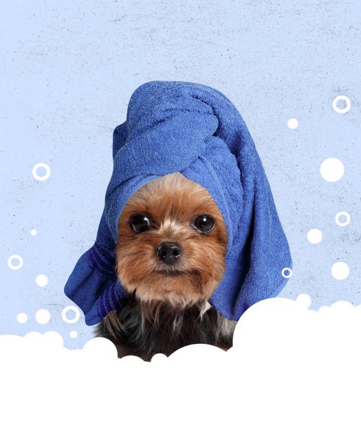 istockphoto-1341459048-612x612 Serviette de Bain Ultra-Absorbante pour Chien & Chat – Fibre Douce 🐶🐱