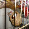Nid d’Oiseau en Paille Naturelle – Nid Fait Main Chaud pour Perroquets