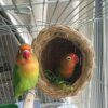 Nid d’Oiseau en Paille Naturelle – Nid Fait Main Chaud pour Perroquets