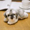 105141-bfed9b.jpg Petite peluche chien réconfortante