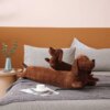 Peluche chien en forme teckel, long coussin en peluche réaliste