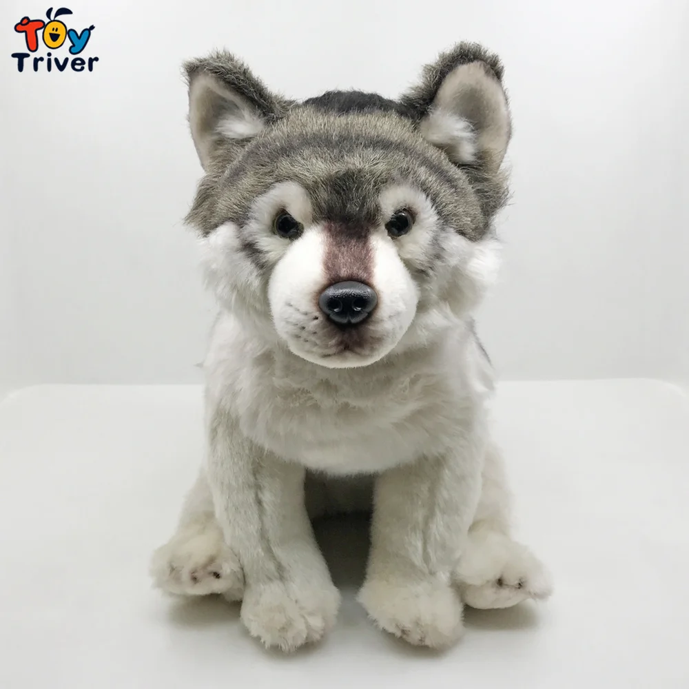 35cm wolf