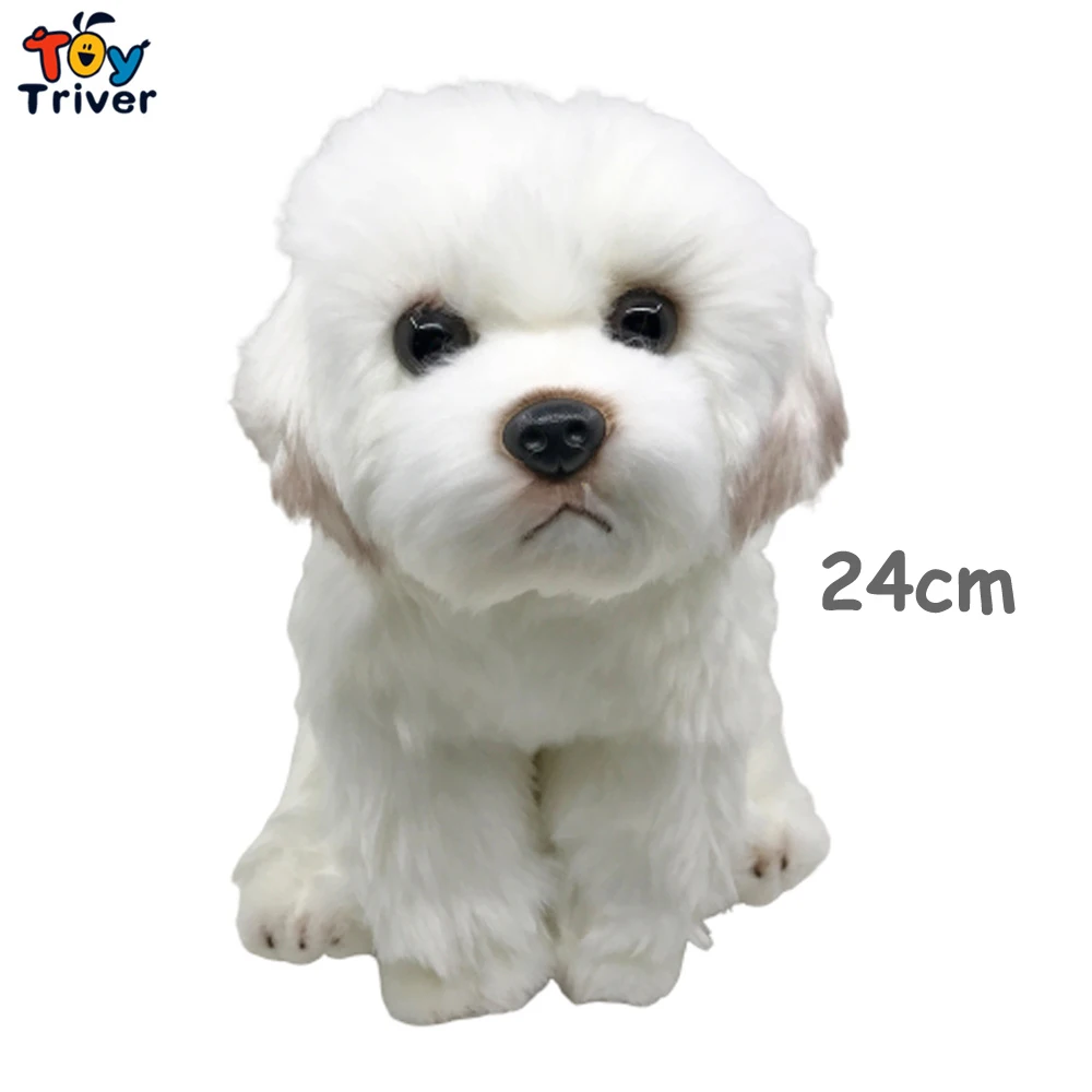 24cm Maltese