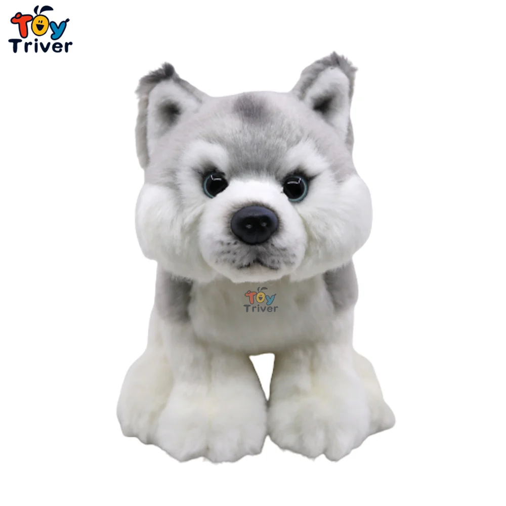 20cm husky