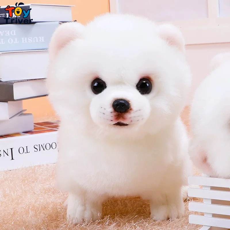 30cm Pomeranian