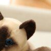 105751-b794b6.jpg Peluche chat de 25 à 40 cm, jouet de Simulation de chat américain