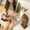 106619-0a89c3.jpg Chat peluche Oreiller Simulation de chat américain, en peluche