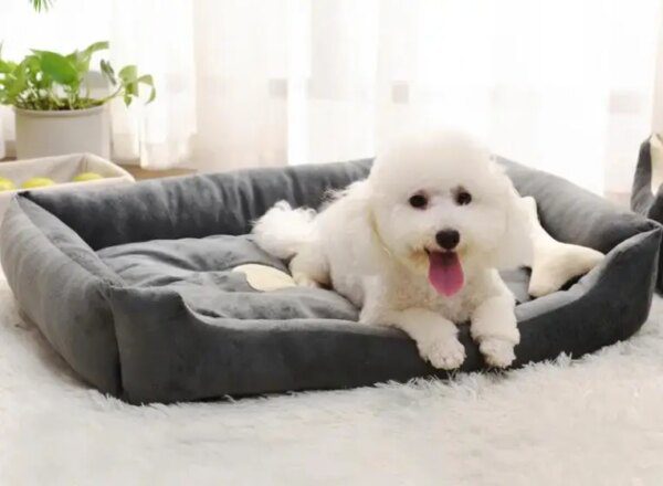 Panier chien pour animaux domestiques, grande, moyenne et petite taille