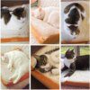 111902-b56f5b.jpg Coussin de couchage thermique pour chat & chiot