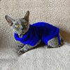 Pull pour Chat en Coton Pur – T-Shirt Kitty & Gilet Léger