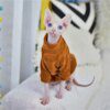 Pull d’Hiver Élégant & Chaud pour Chat Sphynx – Robe Confort