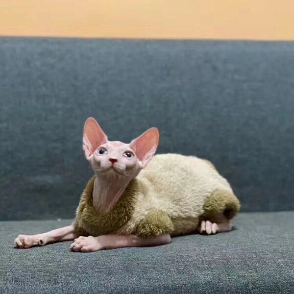 Pull d’Hiver à Col Haut pour Chat Sans Poils – Combinaison Chaude