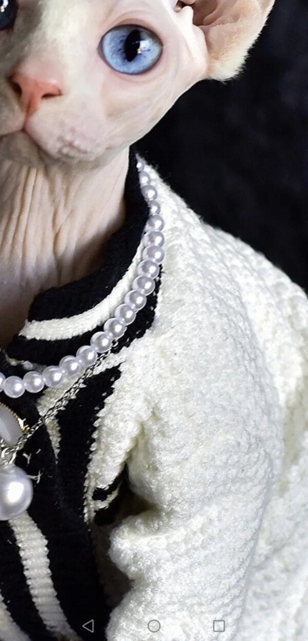 Deguisement sphinx de style parfumé Sphinx pour chat sans poils