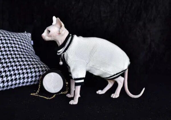 Deguisement sphinx de style parfumé Sphinx pour chat sans poils