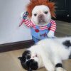 Déguisement Halloween pour chat & chien – Costume Cosplay