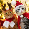 113496-13b08d.jpg Déguisement pour chat – Écharpe & cape de Noël chauds