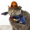 Chapeau Cowboy pour chat & petit chien – Accessoire photo western