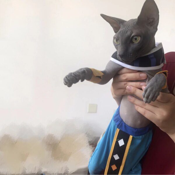 Deguisement pour chat Sphinx –  Costume de Festival d'halloween