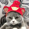 113794-468f54.jpg Bonnet pour chat d'hiver chaud pour chat, accessoires mignons pour chaton