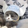113794-c41ab0.jpg Bonnet pour chat d'hiver chaud pour chat, accessoires mignons pour chaton