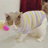 Pull Imprimé Mignon pour Chat & Petit Chien – Manteau Élastique Printemps