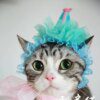 Chapeau Sauna Wear pour chat – Couronne & bonnet d’anniversaire