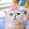 Chapeau Sauna Wear pour chat – Couronne & bonnet d’anniversaire