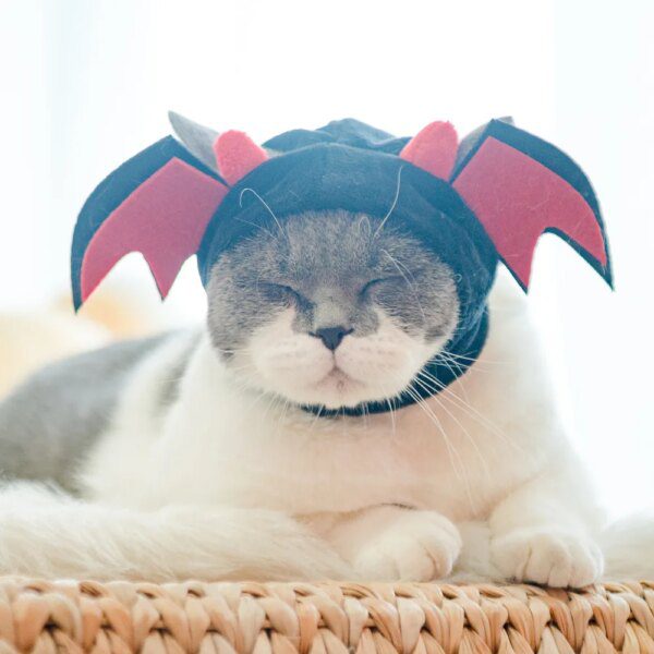 114529-d96621.jpg Couvre-chef mignon pour chat & chien – Bonnet chaud dessin a