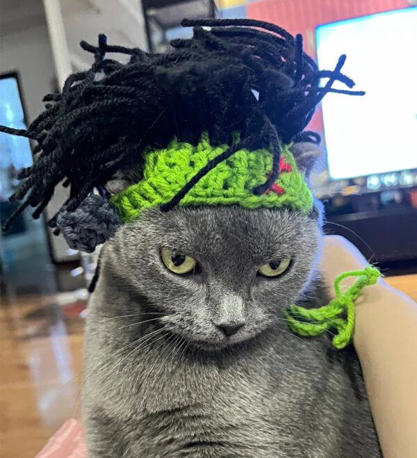Chapeau Punk pour chat Sphynx – Kitty Cosplay tressé