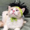 Chapeau Punk pour chat Sphynx – Kitty Cosplay tressé