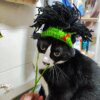 Chapeau Punk pour chat Sphynx – Kitty Cosplay tressé
