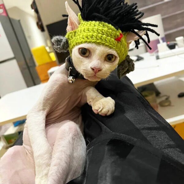 114606-c92590.jpg Chapeau Punk pour chat Sphynx – Kitty Cosplay tressé