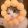 Bonnet pour chat – Casquette à oreilles de lapin mignon