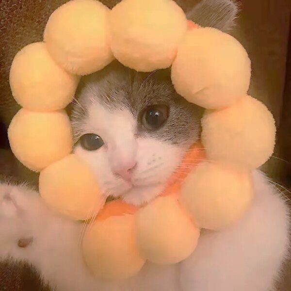 Bonnet pour chat – Casquette à oreilles de lapin mignon