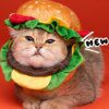 Chapeau Hamburger mignon pour chat & chien – Accessoire cartoon