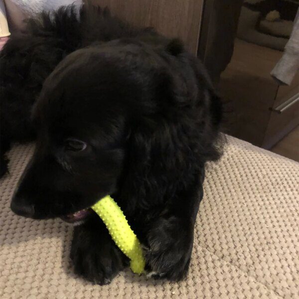 Jouet à Mâcher en Caoutchouc TPR pour Petit Chien – Dentition, Dressage