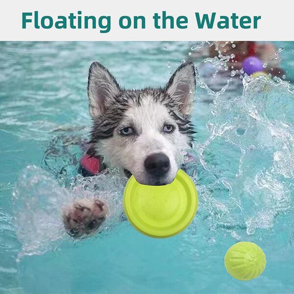 Balle & Disque Volant Interactif pour Chien – Morsure Résistante