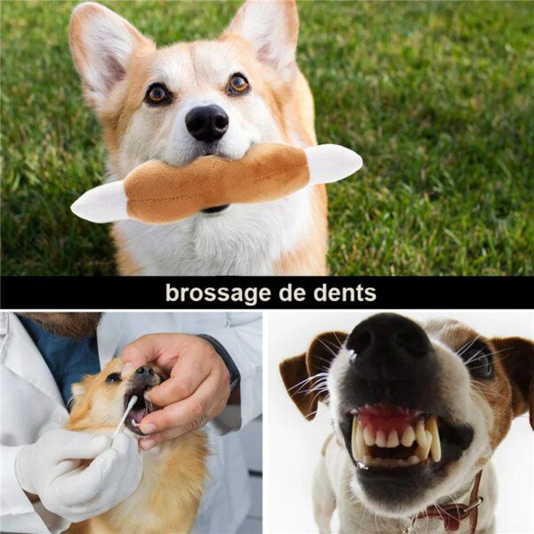 Peluche pour Chien – Pack 10 / 20 / 50 Jouets en Peluche Grinçants