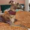 Collier Martingale Large 5,5 cm pour Lévrier Italien & Whippet – Douceur